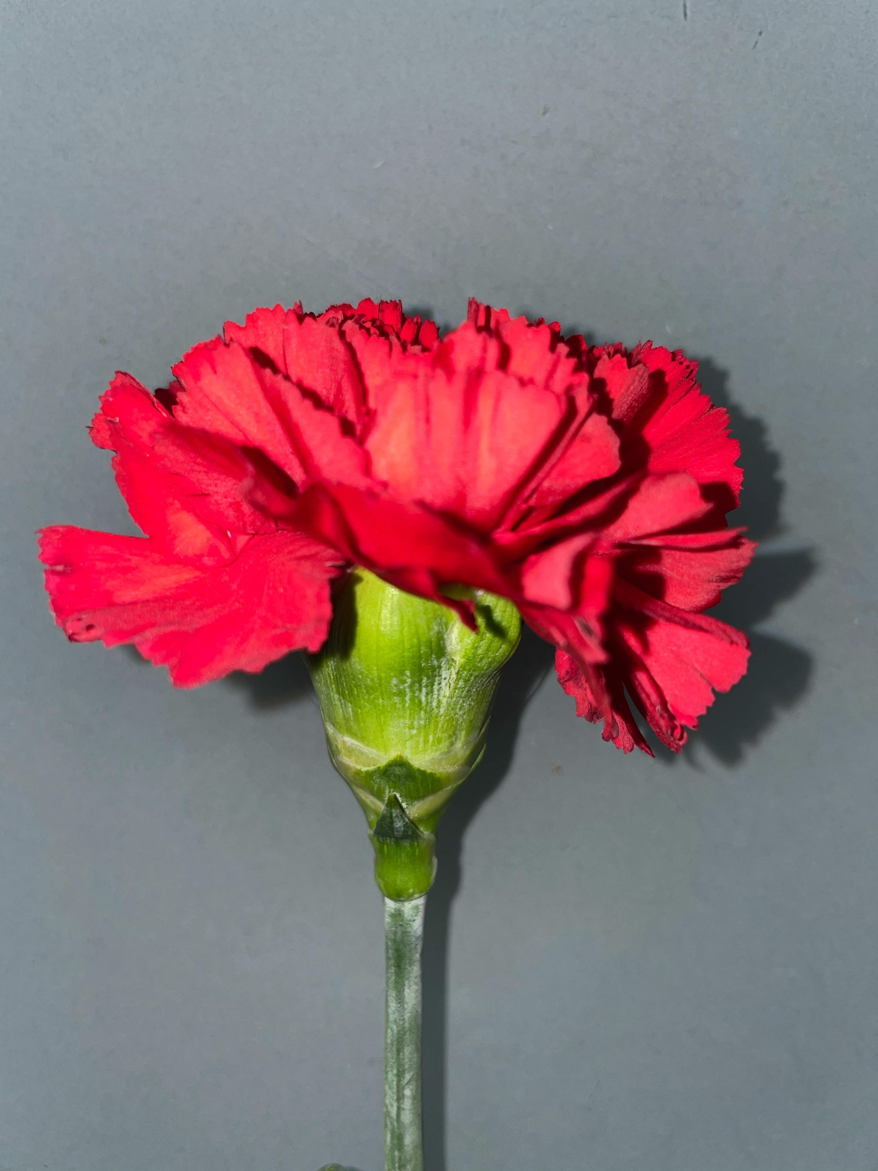 Red Carnation